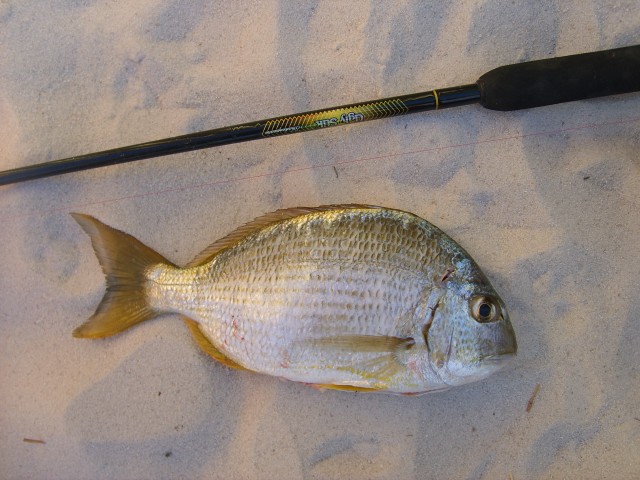 little bream